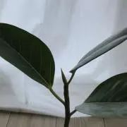 陣