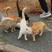 99チャールズ