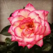 春虎　即購入OKの画像