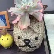☆エイライ☆の画像