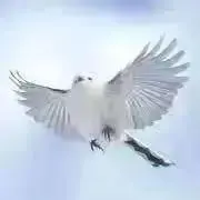ほぶの画像