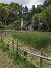 カルガモの画像