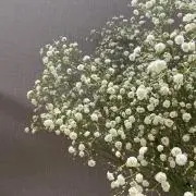 ®️の画像
