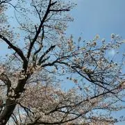 ヨッシー