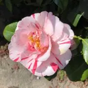 くぅの画像