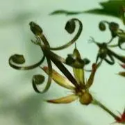 nogの画像
