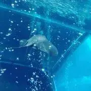 いくらの画像