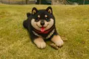 あいの画像