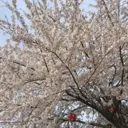 やまさんの画像
