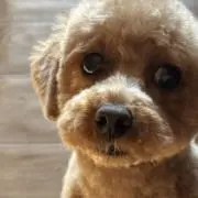 たまちゃんの画像