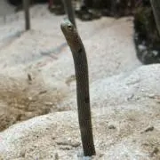 四兄弟 チンチロスカジャン 黄刺繍 サイズXL - メルカリ