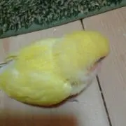 みぃ～♡の画像