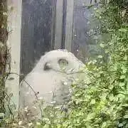 ゆ　複数購入でお値下げ可能です。の画像