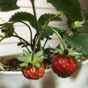 ともじょい