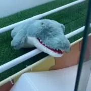 マテ茶
