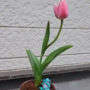 きよまるの画像