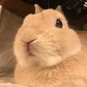 Noraの画像