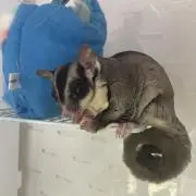 raraの画像