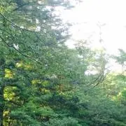 かぼみん