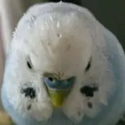 みゆの画像