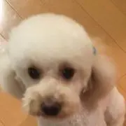 リーフ