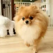 もんモ