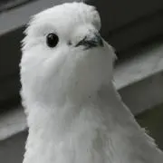birbの画像