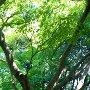 リトルホワイト〜プロフ必読お願いしますの画像