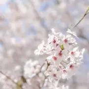 sak