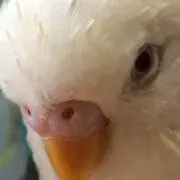 とりの画像