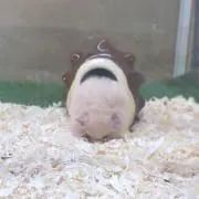 ななぴっぴの画像