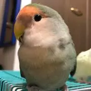 たけりん
