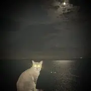 即購入大歓迎の画像
