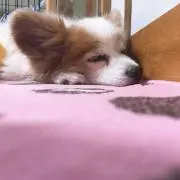 年貢foryouの画像