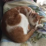 なべ