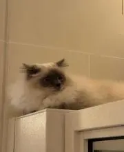 Yの画像