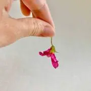 so11の画像