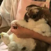 チップの画像