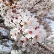 【でぶざわ王子】★ぬいぐるみ★クッション✤五条先生✤夏油✤宇隨さん でぶざわ王子様 専用】☆ぬいぐるみ☆クッション✤五条先生✤夏油✤宇