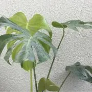 モンステの画像