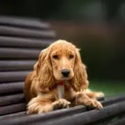 レノン