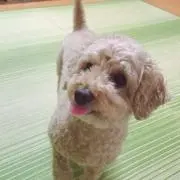 ここたん