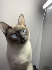 Lukeの画像
