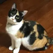 Hahahaの画像