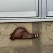 ニックネームの画像