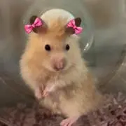 MMの画像