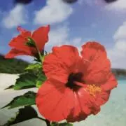 ぶーちゃんの画像