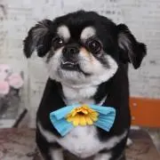 のんのん