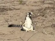 Support Madagascar