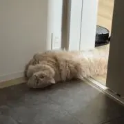mr